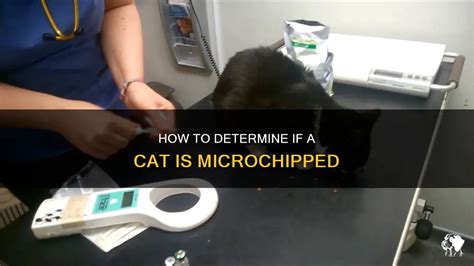 how to tell if cat is chipped